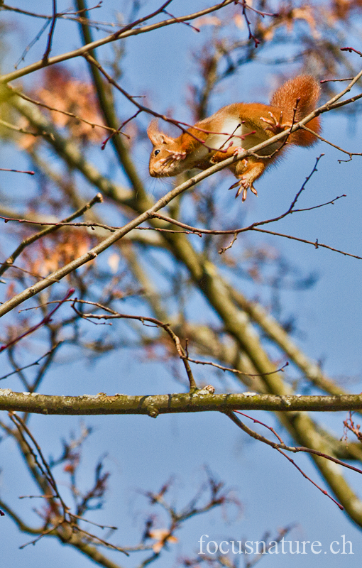 Ecureuil 0674.jpg - Ecureuil roux Sciurus vulgaris (Genève, Suisse, mars 2012)